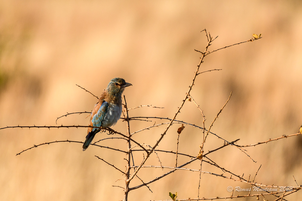 European Roller | Coracias Garrulus