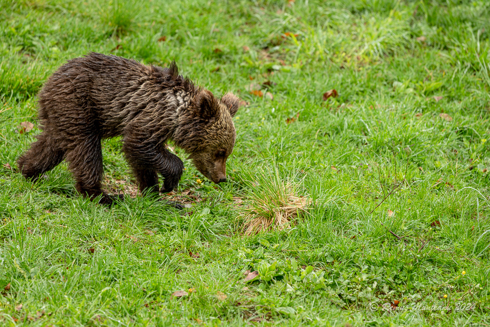 Urs Brun | Brown Bear | Ursus Arctos