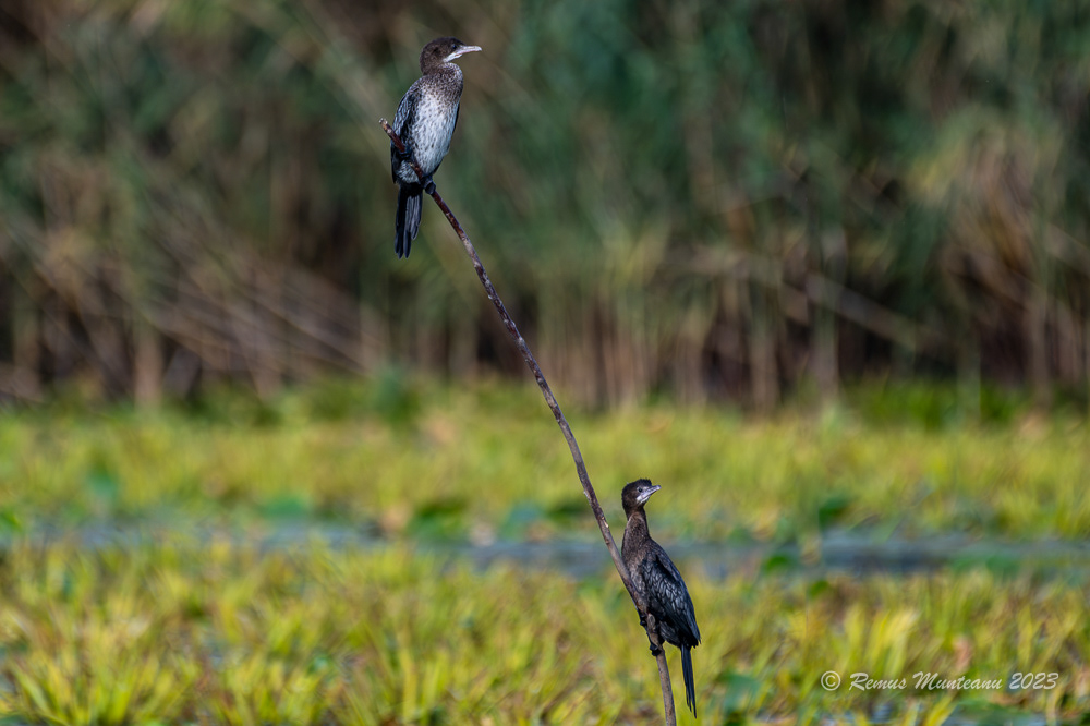 Cormoran mic | Pygmy cormorant | Microcarbo pygmaeus