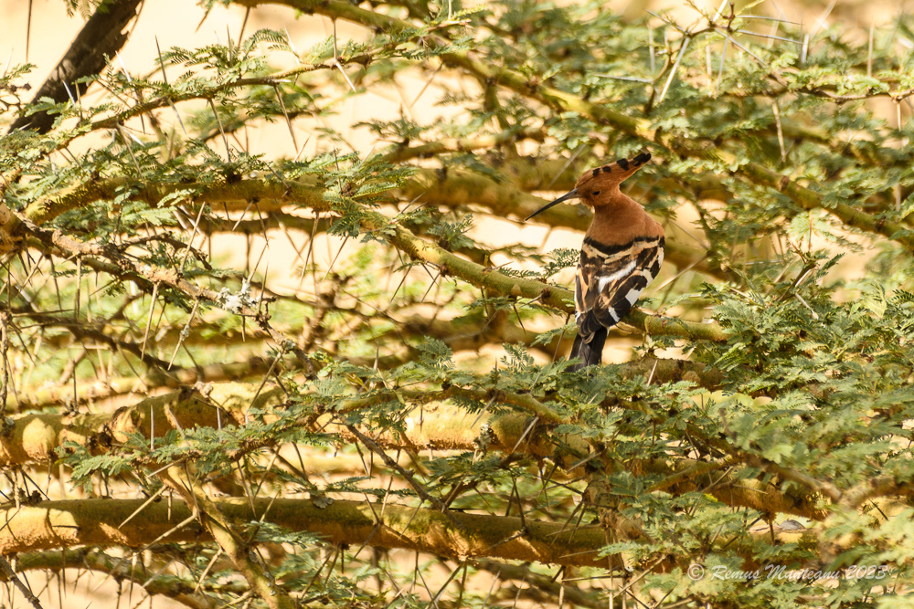 Eurasian Hoopoe | Upupa Epops