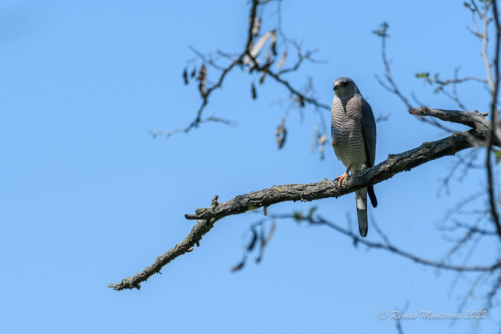 Uliu cu picioare scurte | Accipiter Brevipes | Levant Sparrowhawk
