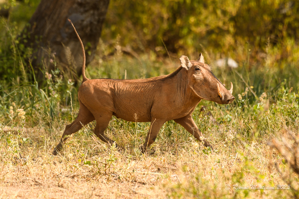 Common Warthog | Phacochoerus Africanus