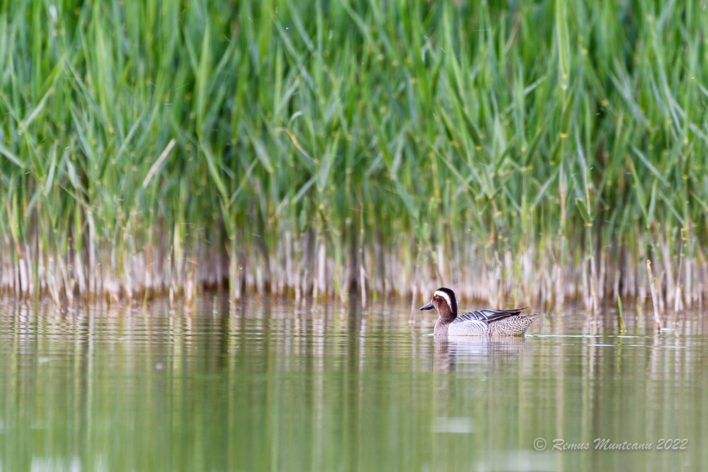 Rata caraitoare | Spatula querquedula | Garganey