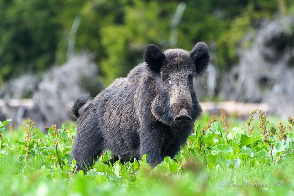 Mistret | Sus scrofa | Wild boar
