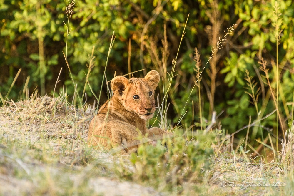 African Lion | Panthera Leo