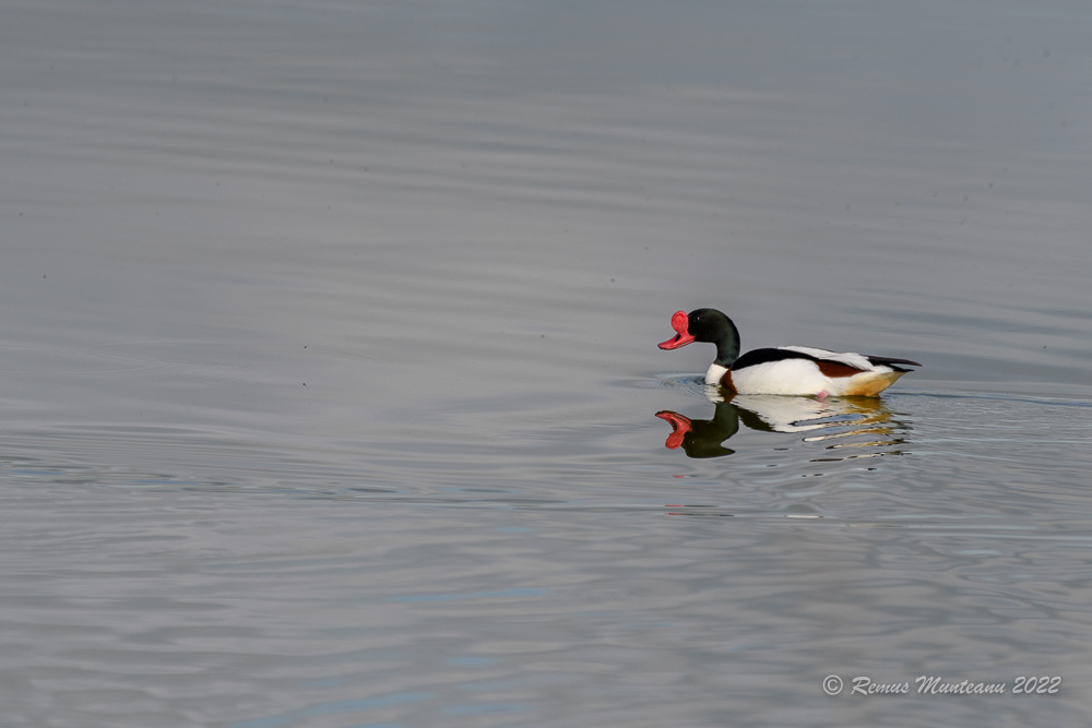 Califar alb | Tadorna tadorna | Common shelduck
