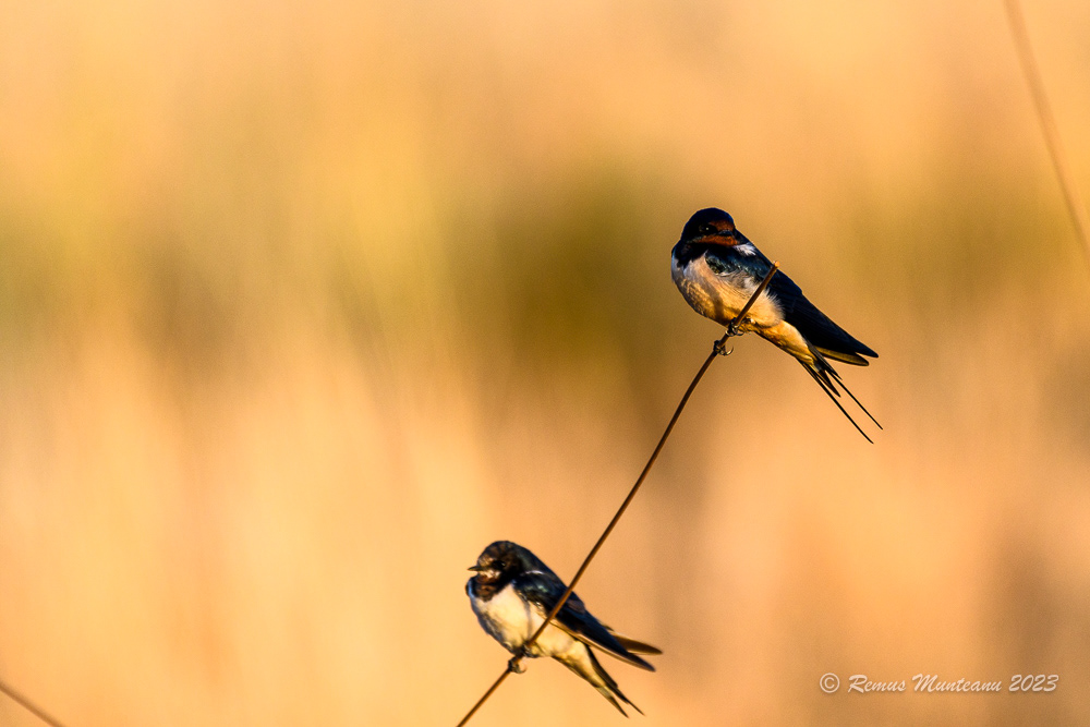 Barn Swallow | Hirundo Rustica
