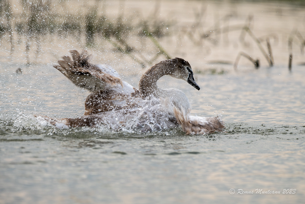 Lebada de vara | Mute swan | Cygnus olor
