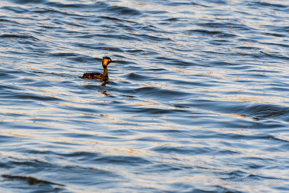 Corcodel cu gat negru | Podiceps nigricollis | Black-necked grebe