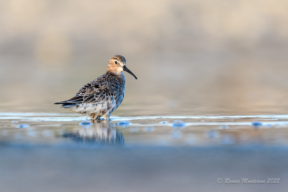 Fugaci roscat | Calidris ferruginea | Curlew sandpiper