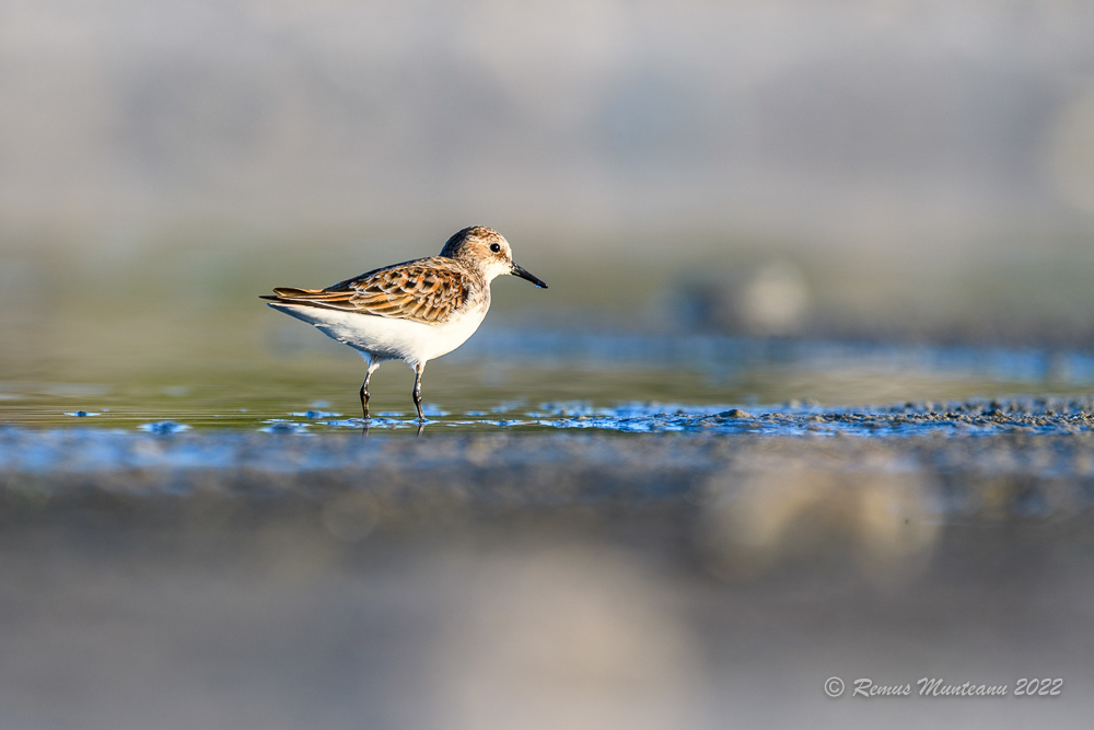 Fugaci mic | Calidris minuta | Little stint