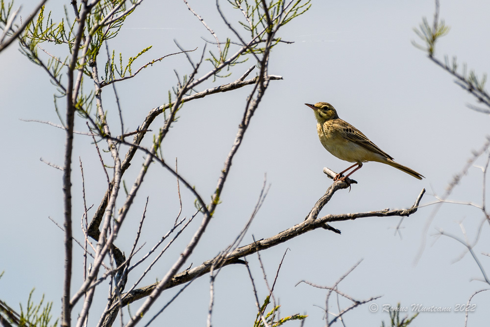 Fasa de camp | Anthus campestris | Tawny pipit