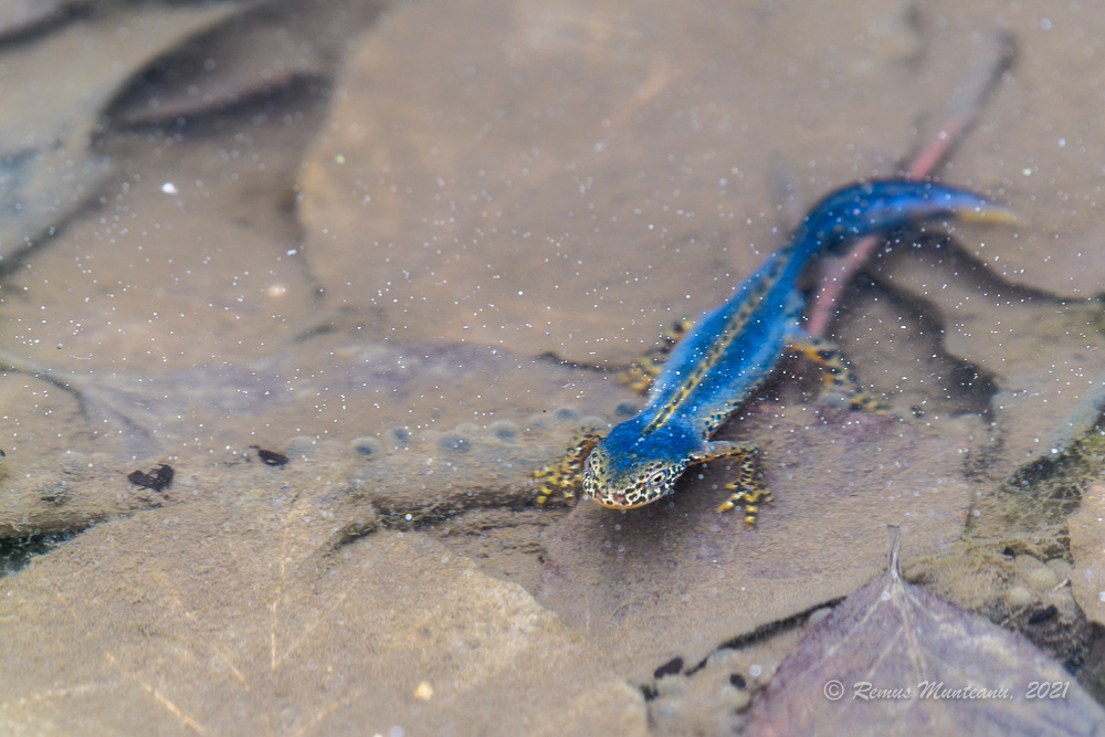 Triton de munte | Ichthyosaura alpestris | Alpine newt