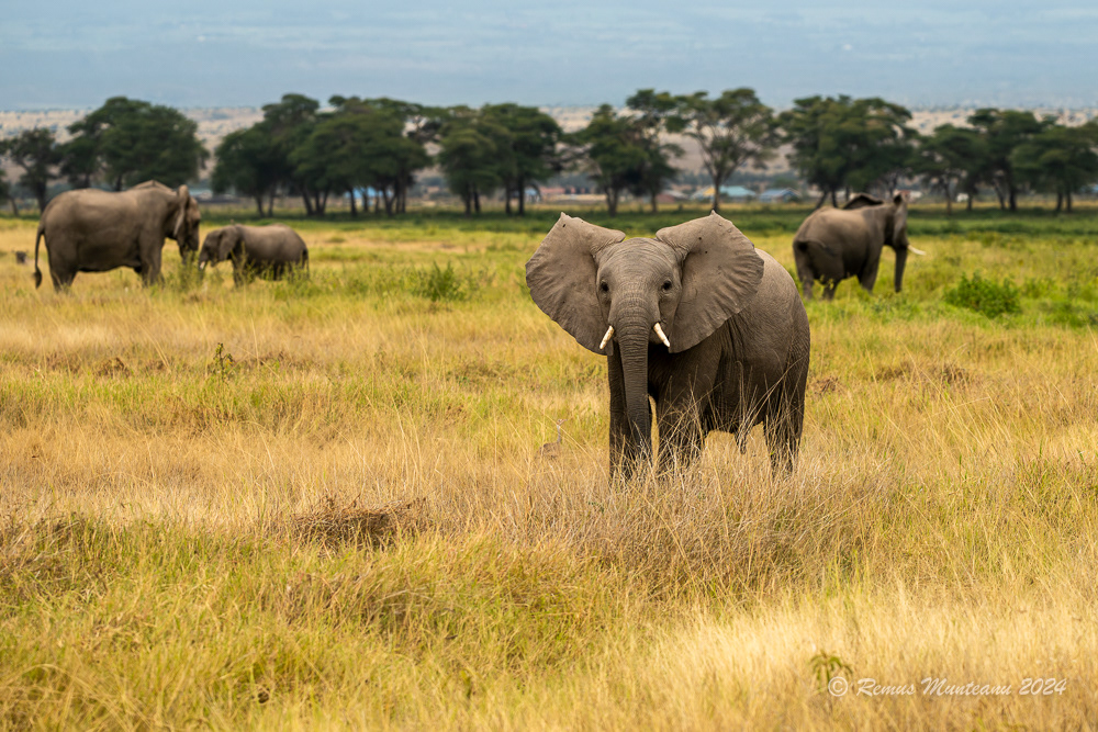 African Savanna Elephant | Loxodonta Africana