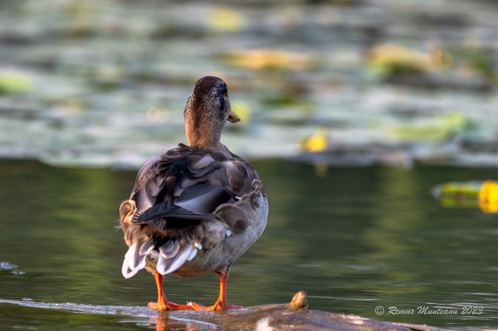 Rata mare | Mallard | Anas platyrhynchos