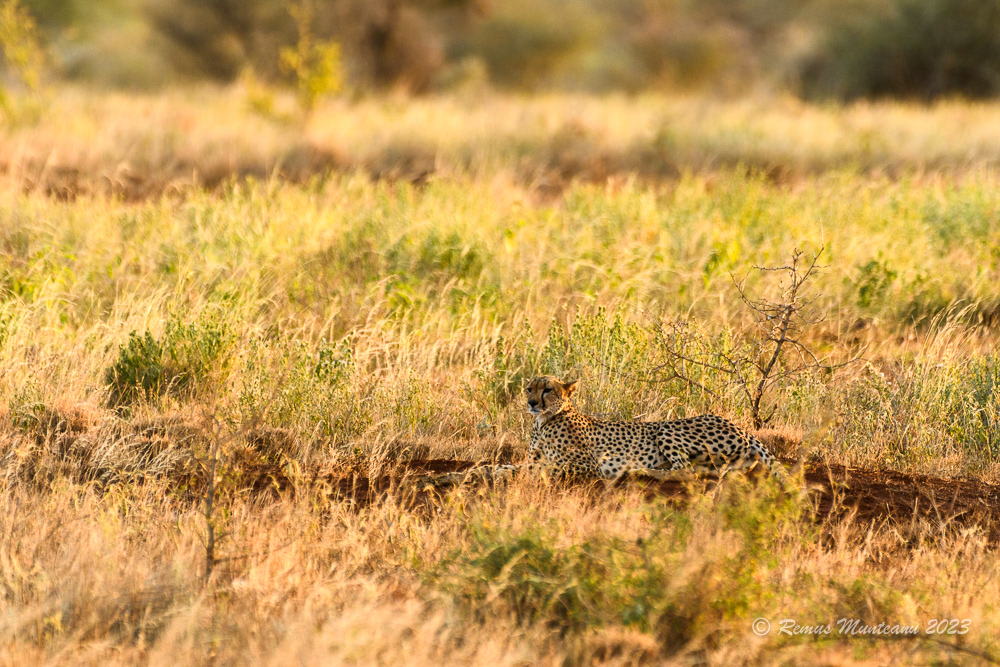 Cheetah | Acinonyx Jubatus