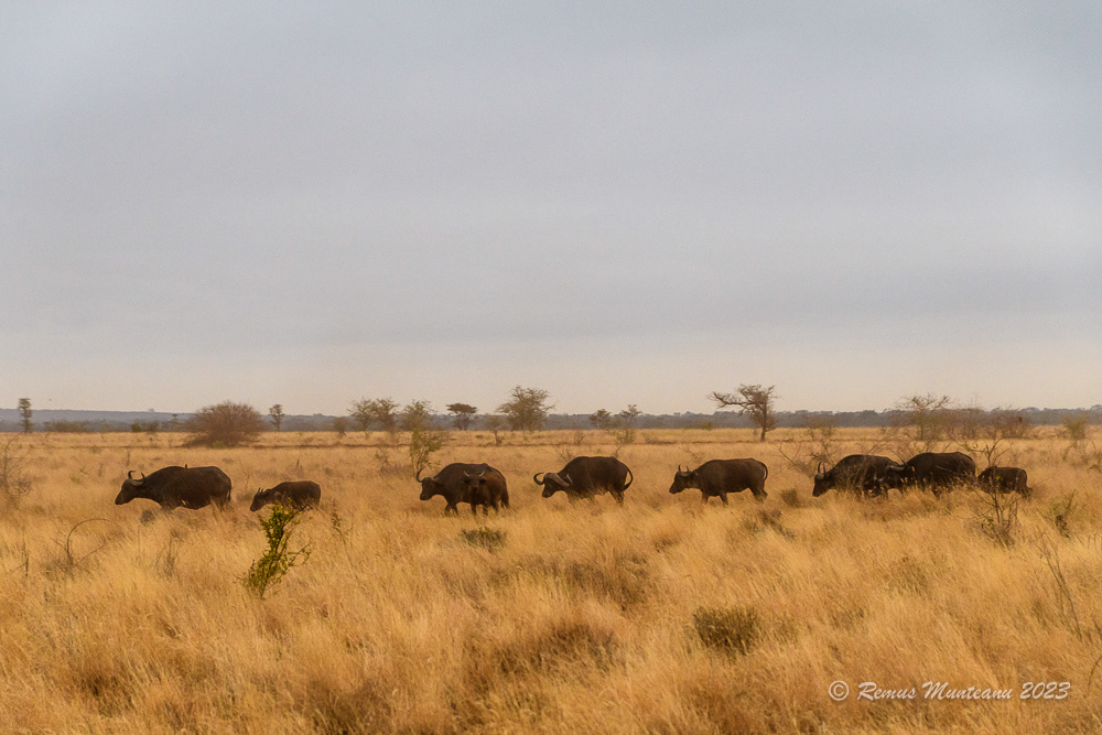 African Buffalo | Syncerus Caffer