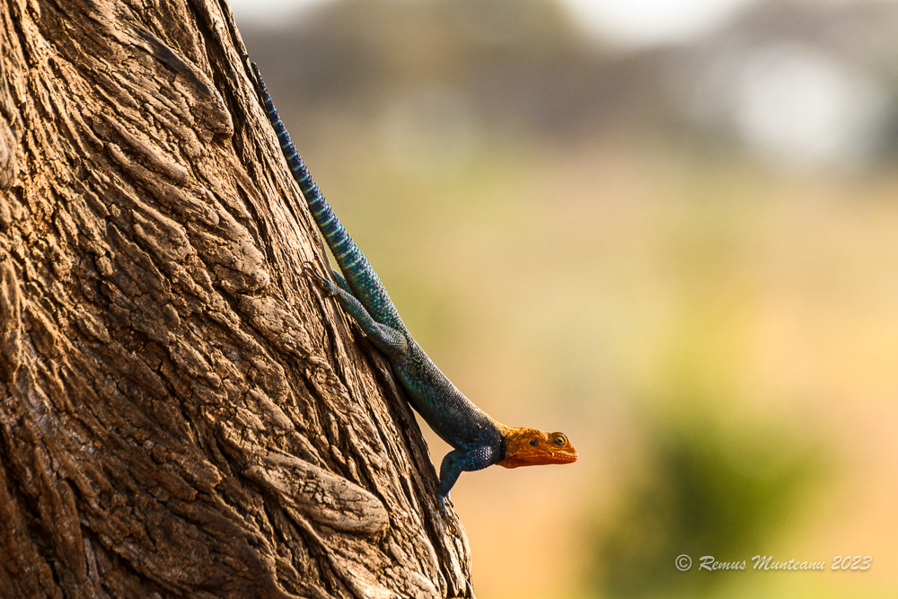 Kenyan Rock Agama | Agama Lionotus
