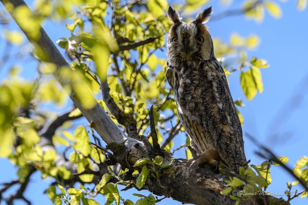 Ciuf de padure | Asio otus | Long-eared owls