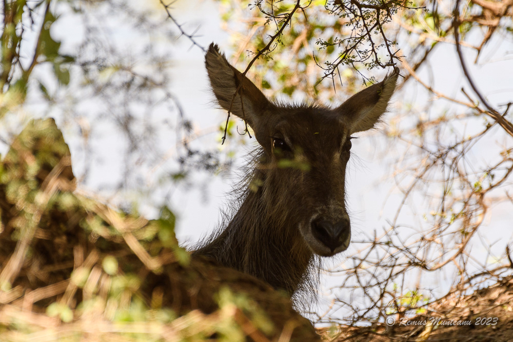 Waterbuck (female) | Kobus Ellipsiprymnus