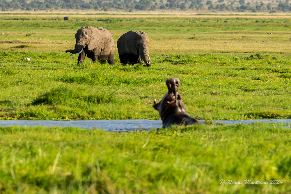 African Savanna Elephant | Loxodonta Africana