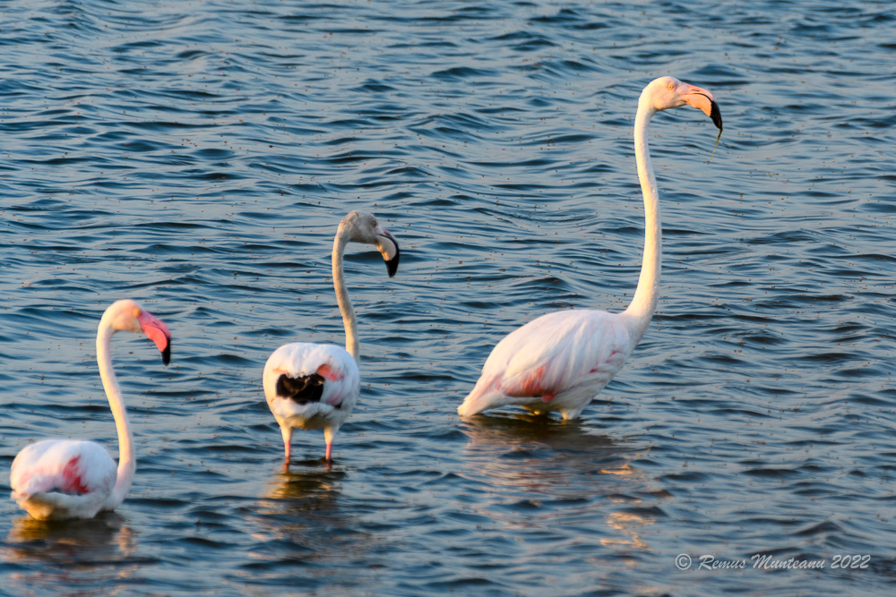 Falmingo | Phoenicopterus roseus | Greater flamingo