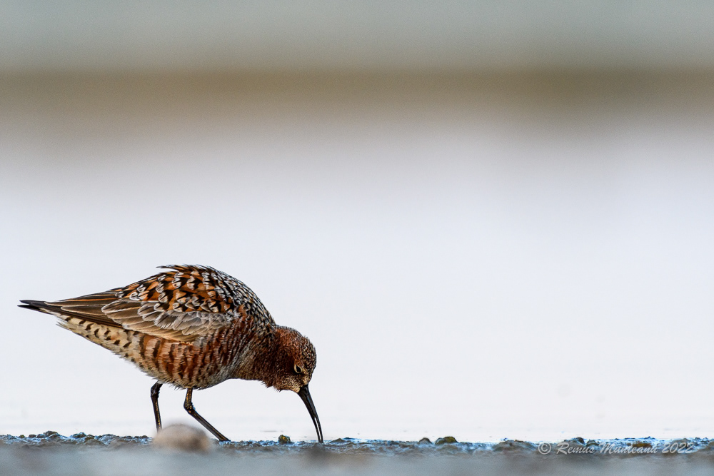 Fugaci roscat | Calidris ferruginea | Curlew sandpiper
