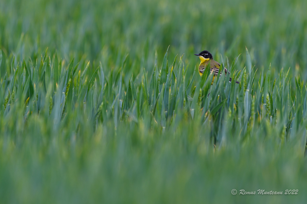 Codobatura galbena | Motacilla flava | Western yellow wagtail