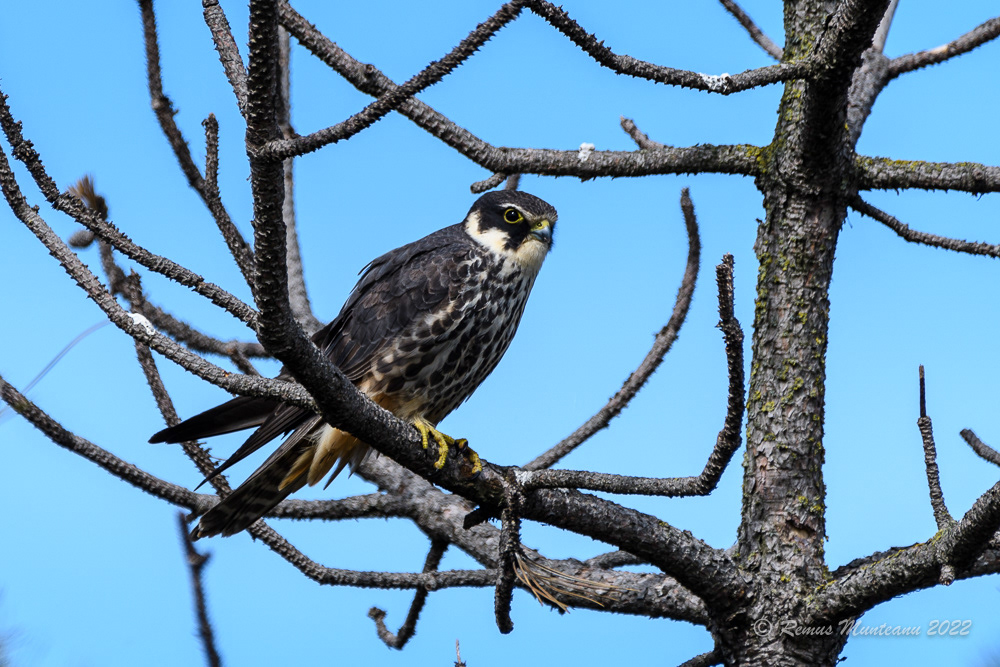 Soimul randunelelor | Falco subbuteo | Eurasian hobby