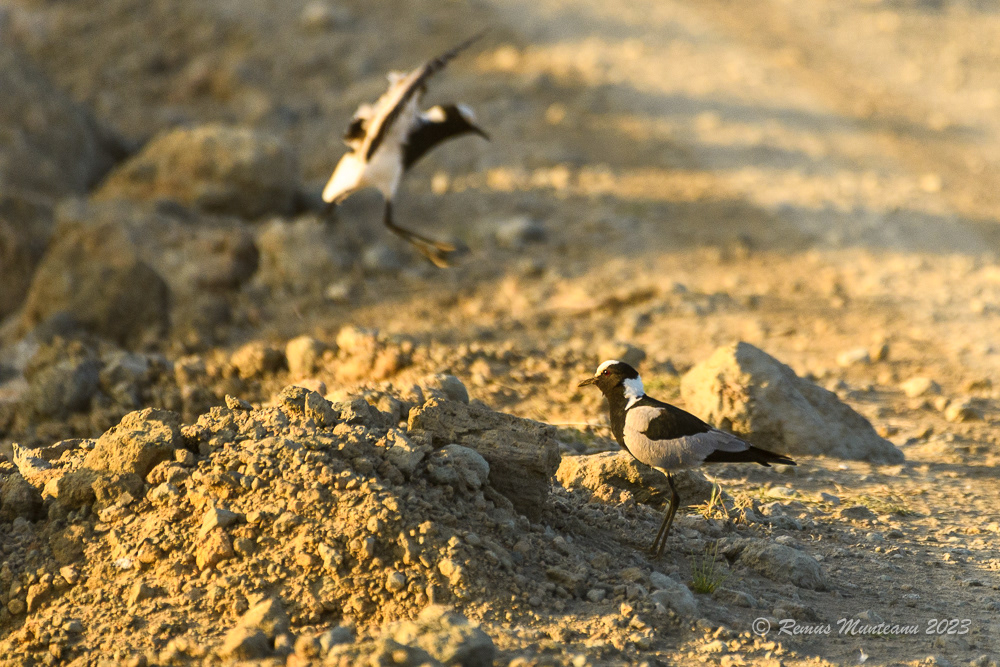 Blacksmith Lapwing | Vanellus Armatus