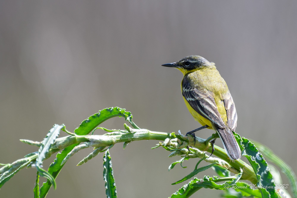 Codobatura galbena | Motacilla flava | Western yellow wagtail
