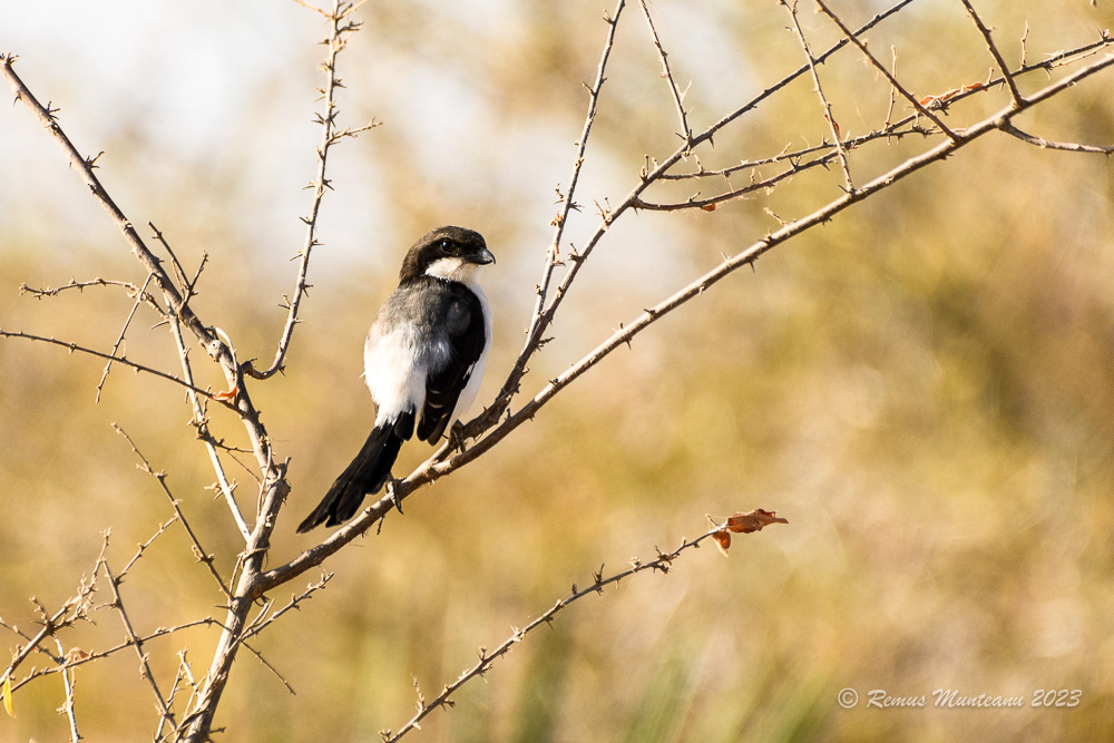 Long-tailed Fiscal | Lanius Cabanisi