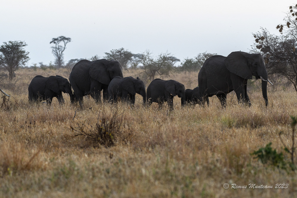 African Savanna Elephant | Loxodonta Africana