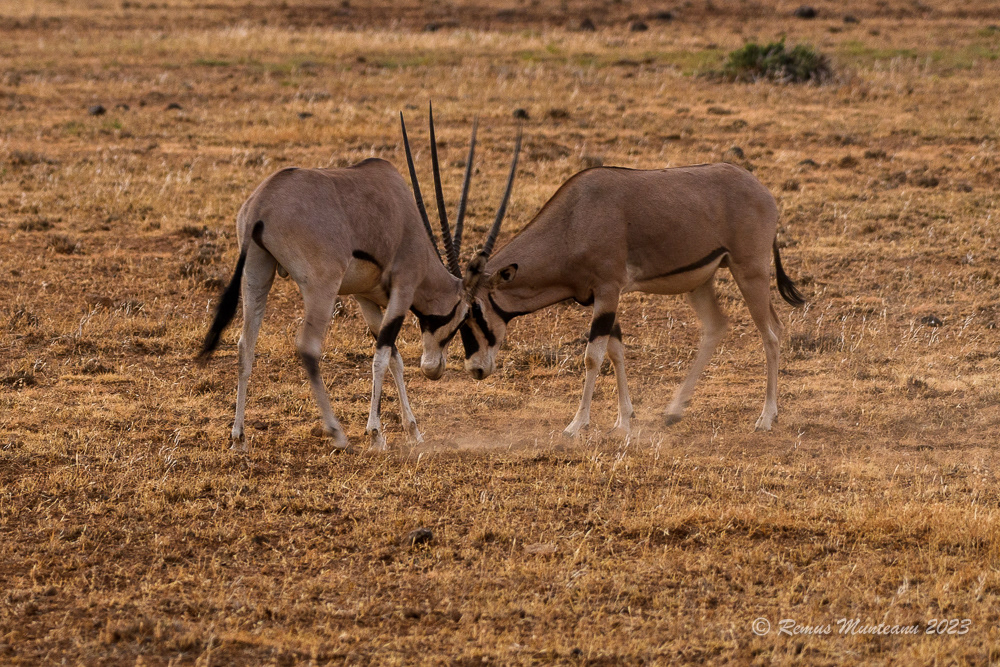 East African Oryx | Oryx Beisa Beisa