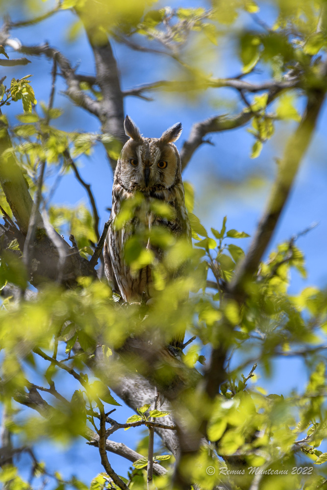 Ciuf de padure | Asio otus | Long-eared owls
