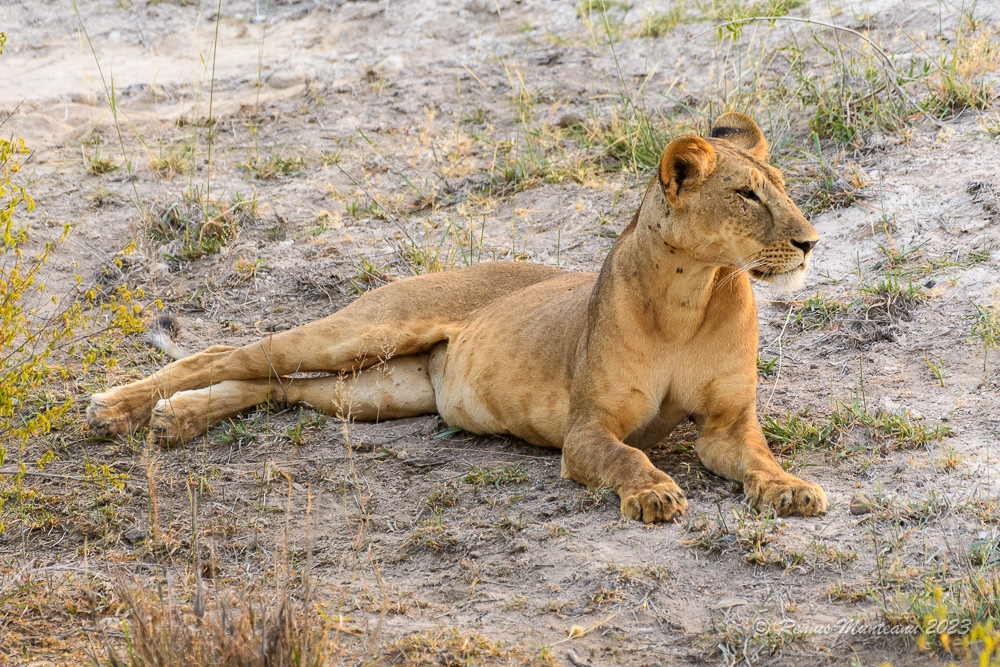 African Lion | Panthera Leo