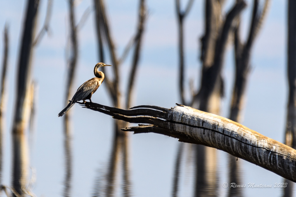 African Darter - Anhinga Rufa