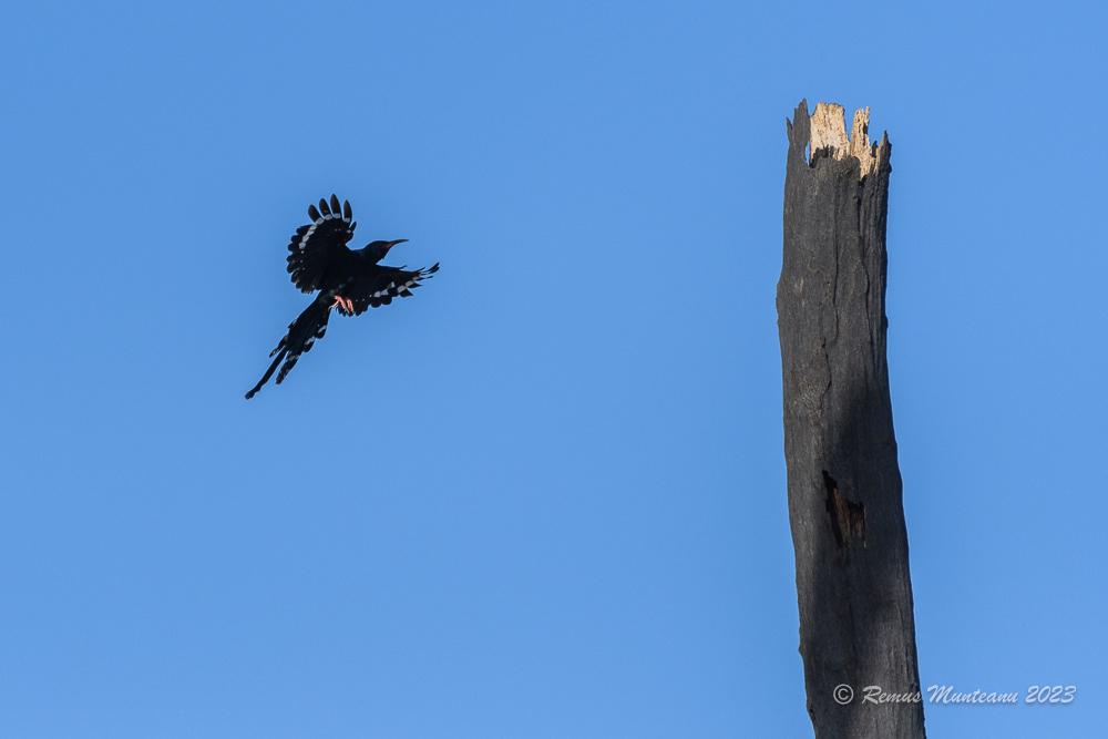 Grant's Violet Woodhoopoe | Phoeniculus Damarensis