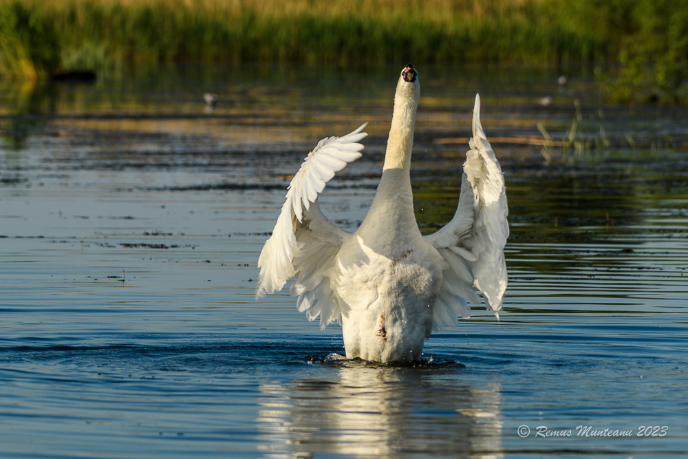 Lebada de vara | Mute swan | Cygnus olor