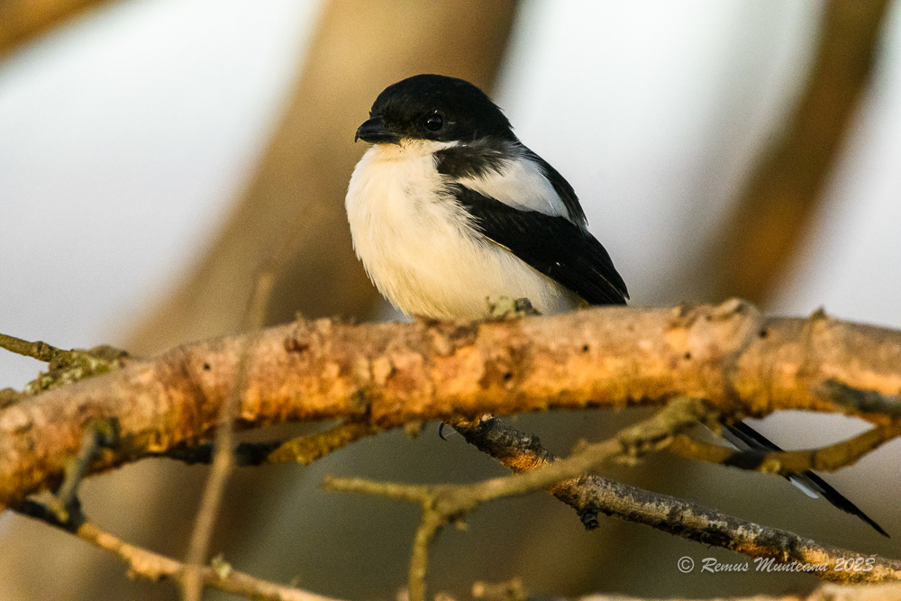 Northern Fiscal | Lanius Humeralis