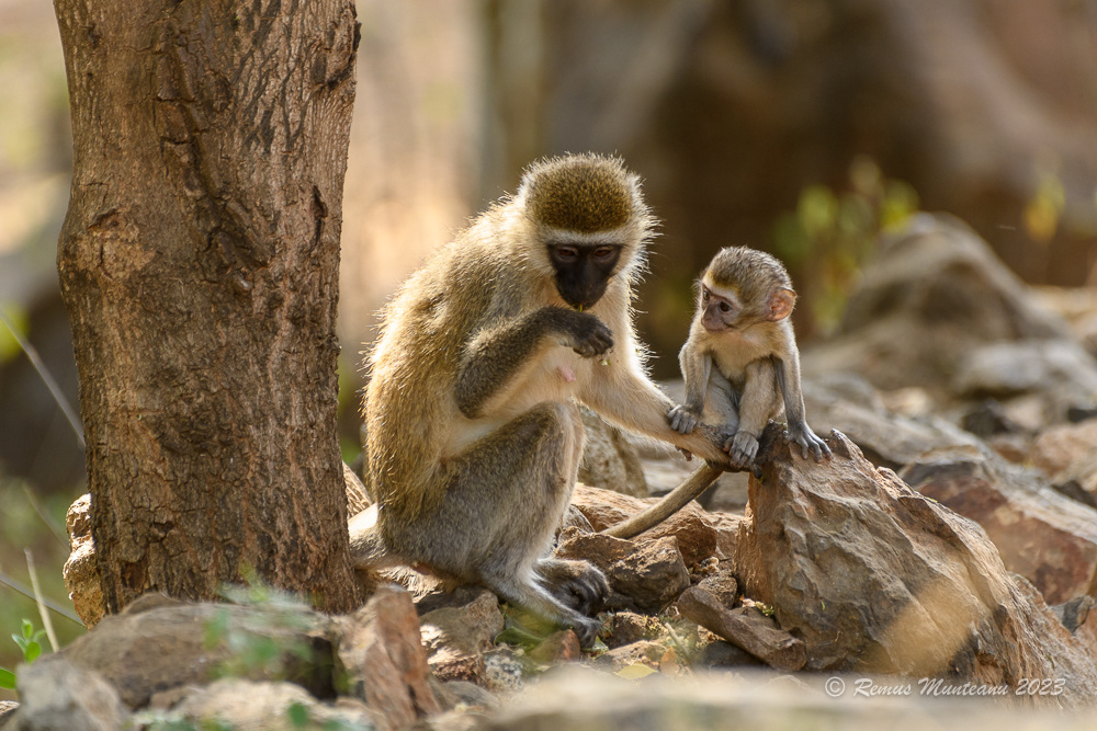Vervet Monkey | Chlorocebus Pygerythrus