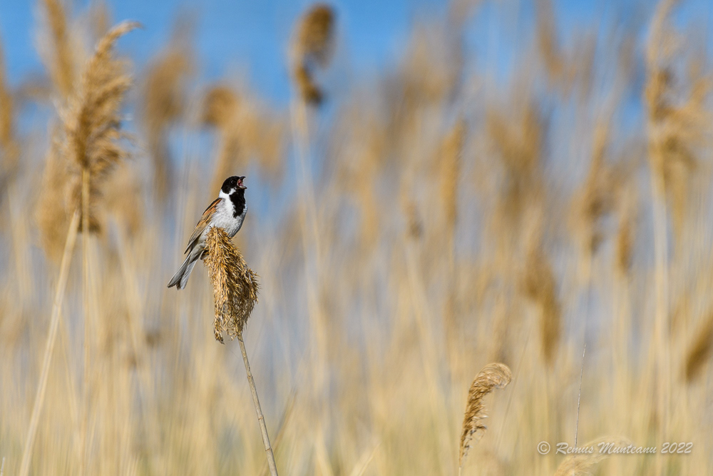 Presura de stuf | Emberiza schoeniclus | Reed bunting