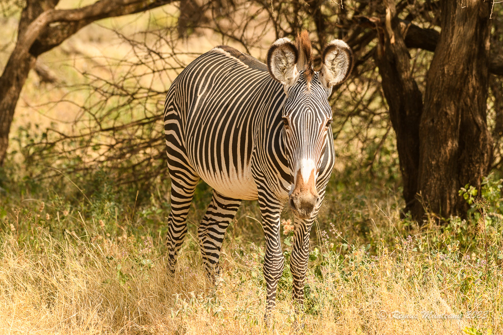 Grévy's Zebra | Equus Grevyi