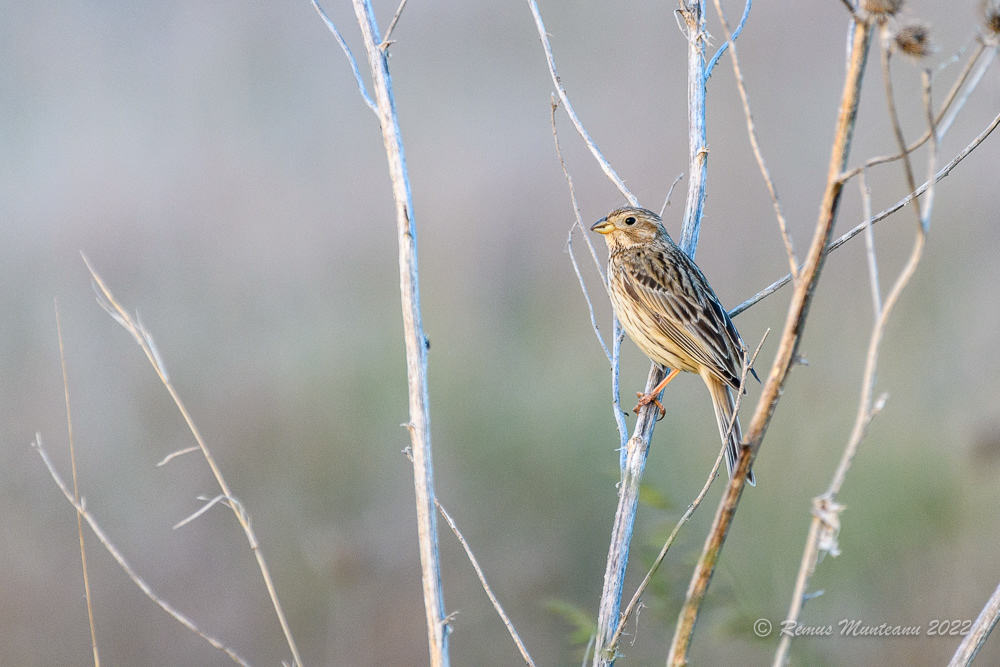 Presura sura | Emberiza calandra | Corn bunting