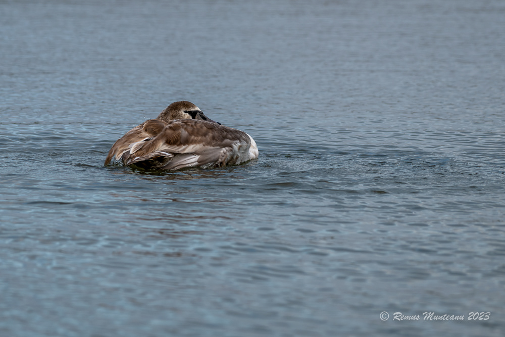 Lebada de vara | Mute swan | Cygnus olor