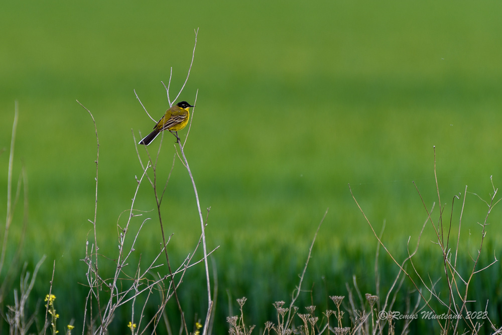 Codobatura galbena | Motacilla flava | Western yellow wagtail
