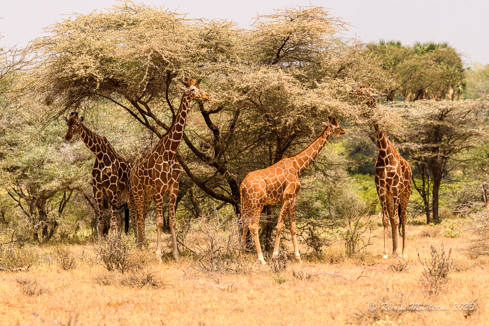 Reticulated Giraffe | Giraffa Camelopardalis Reticulata