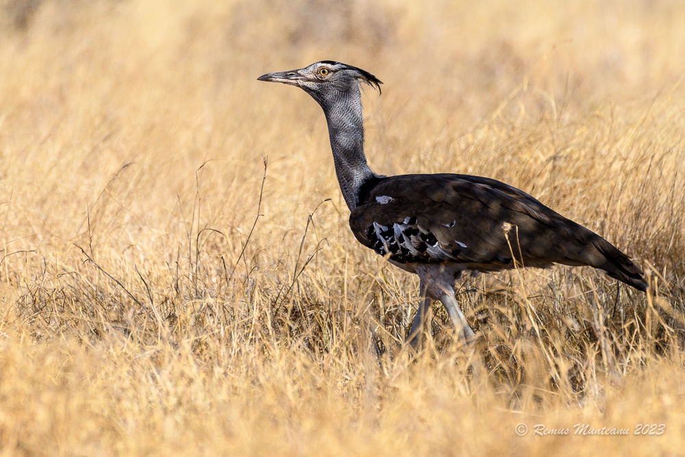 Kori Bustard | Ardeotis Kori