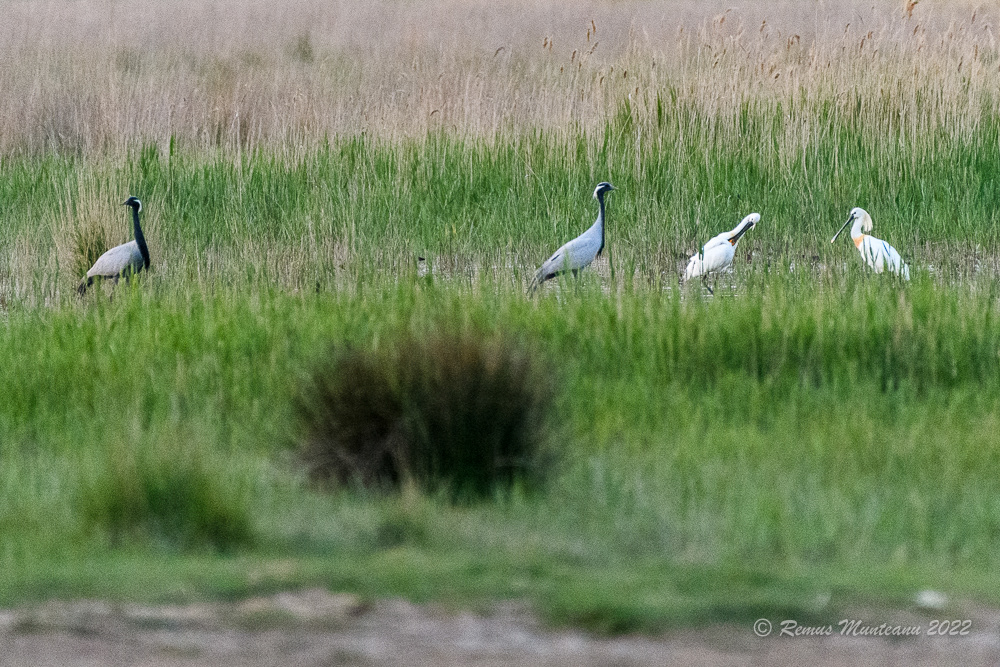 Cocor mic | Anthropoides virgo | Demoiselle crane
