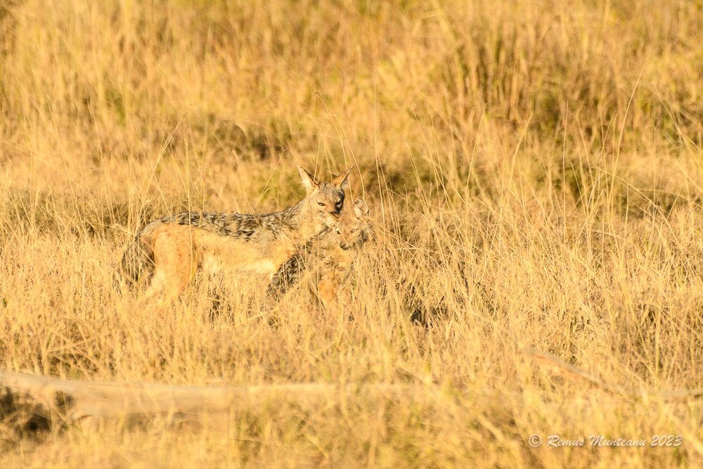 Black-backed Jackal | Canis Mesomelas